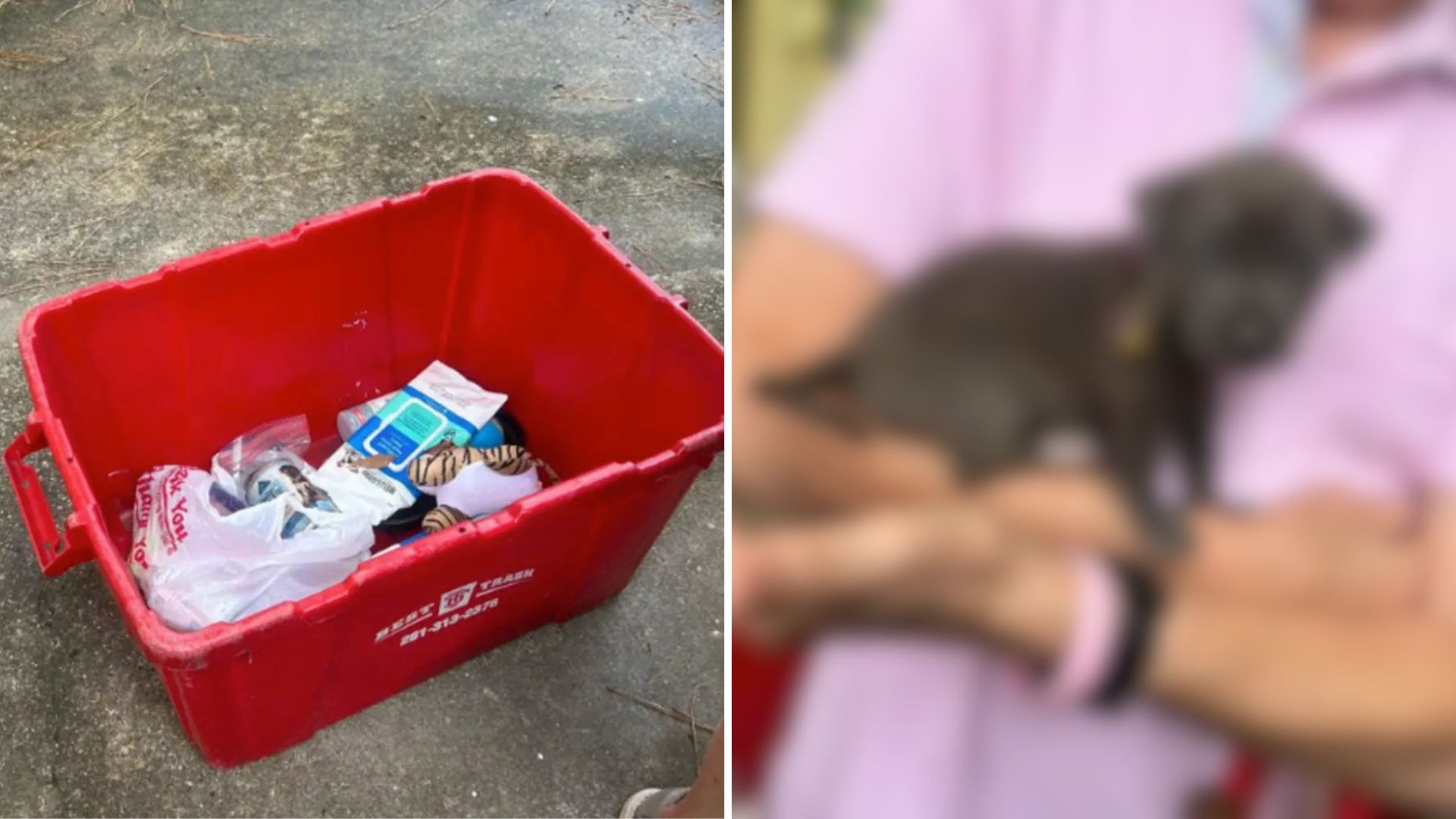 injured puppy left in plastic bin in womans yard