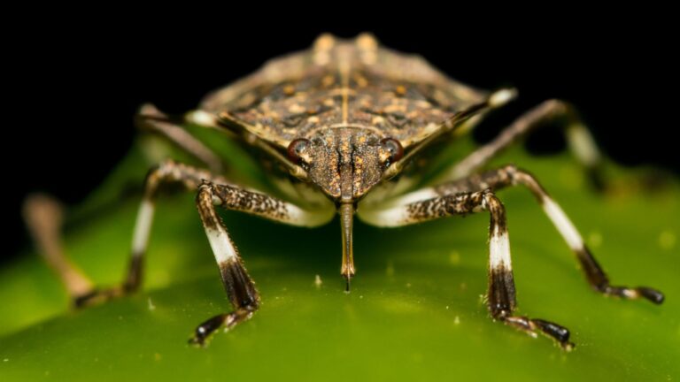 Most Troublesome Insects