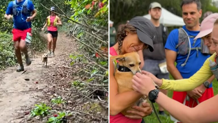 rescue dog runs marathons