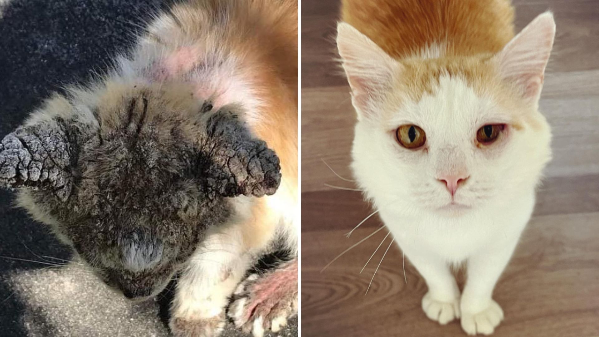 sinbad the cat makes a stunning transformation