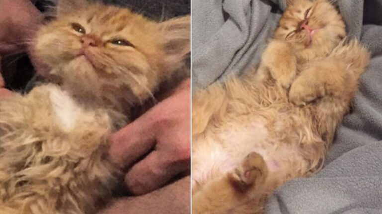 cat cant stop smiling