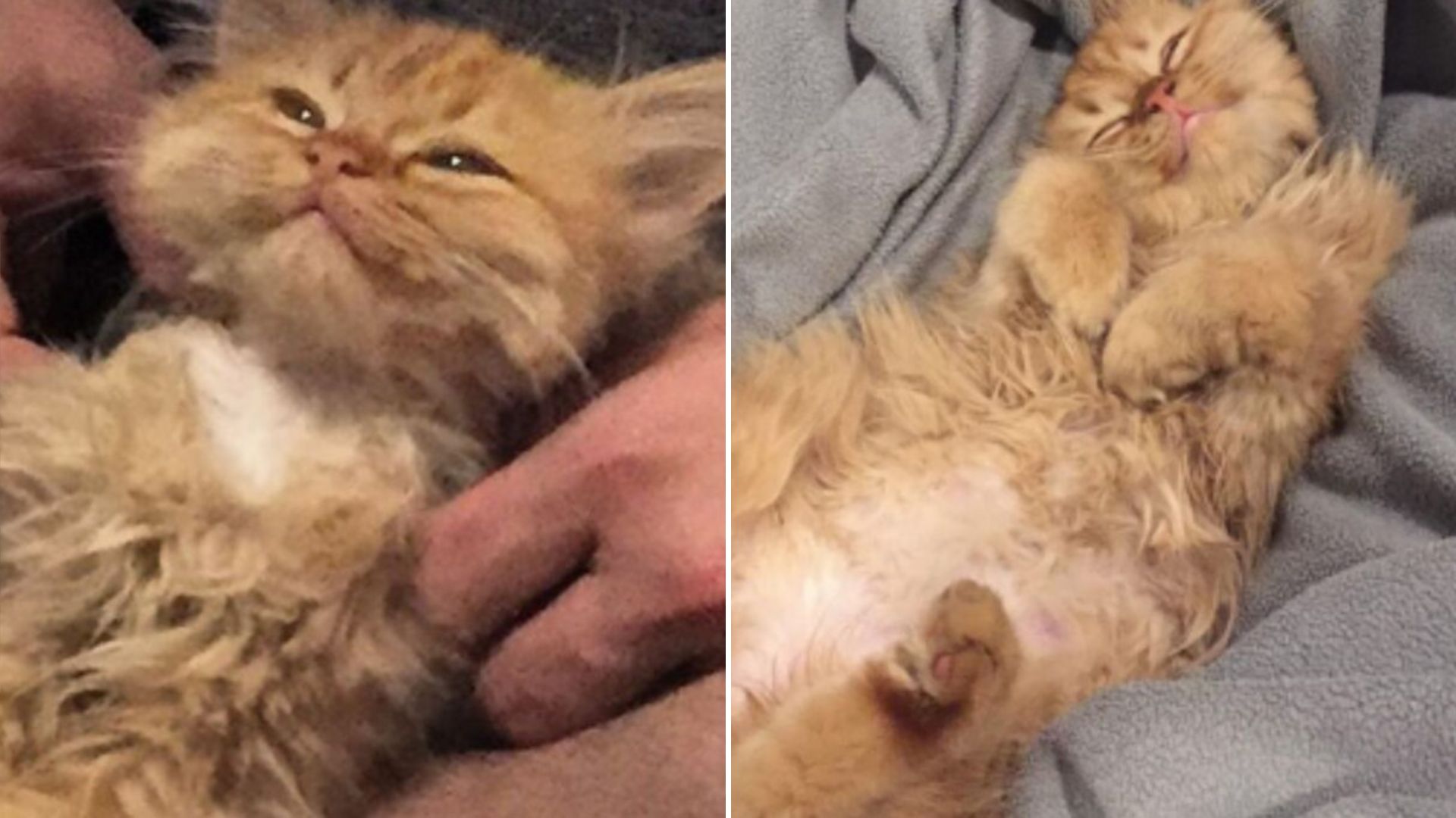 cat cant stop smiling
