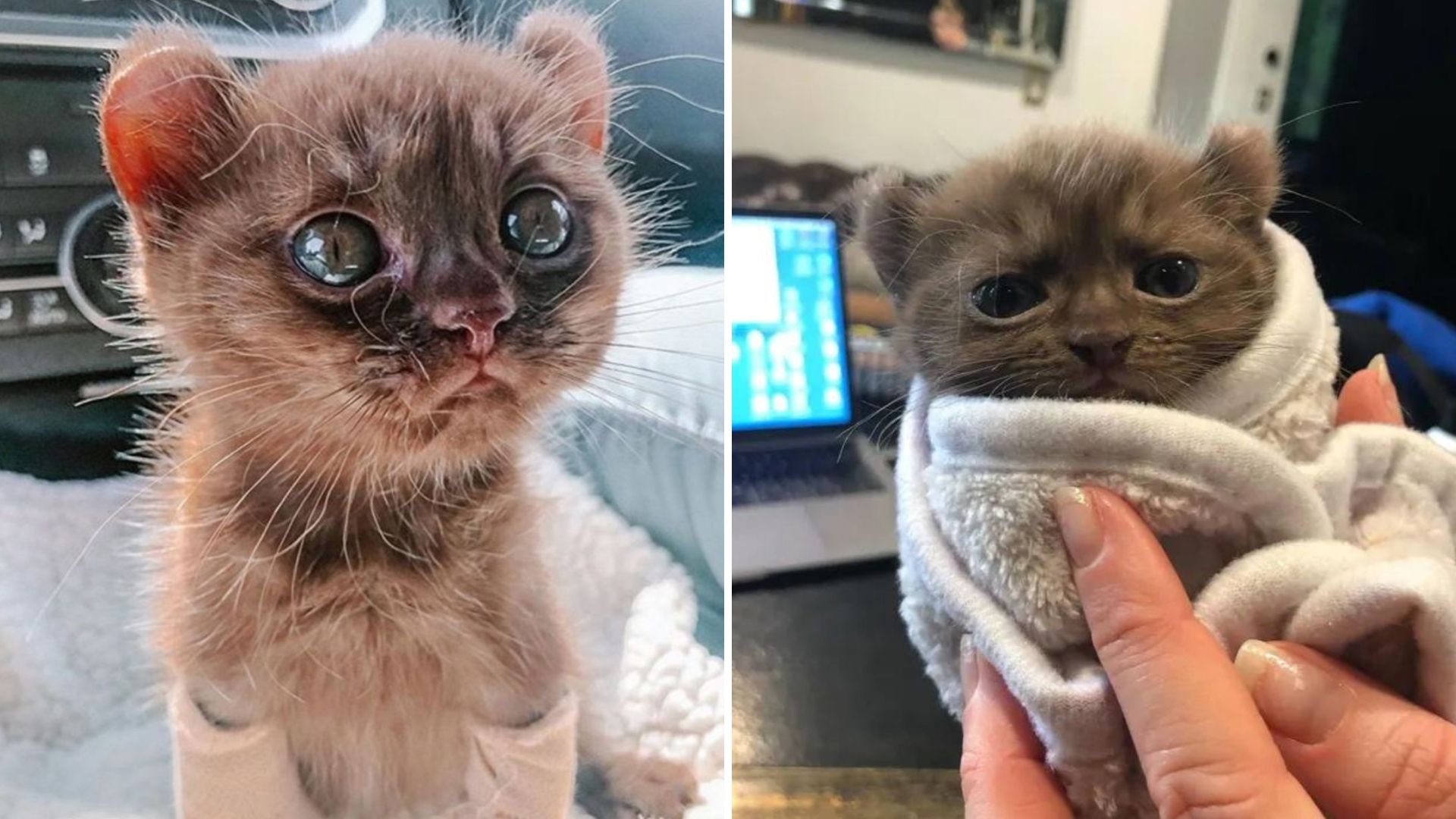 baby quill fights to survive against all odds