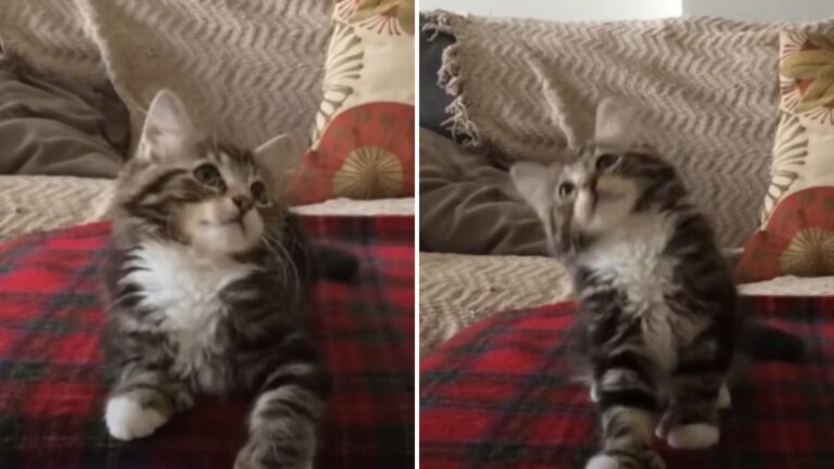 kittens reaction to her favourite song