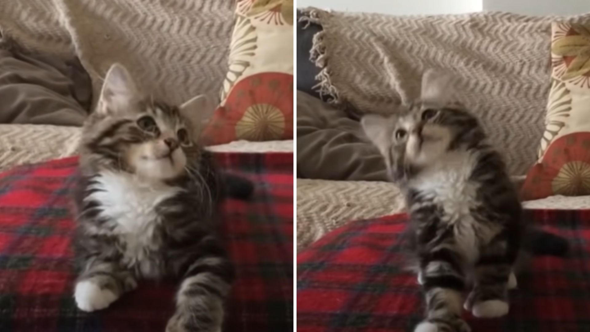 kittens reaction to her favourite song