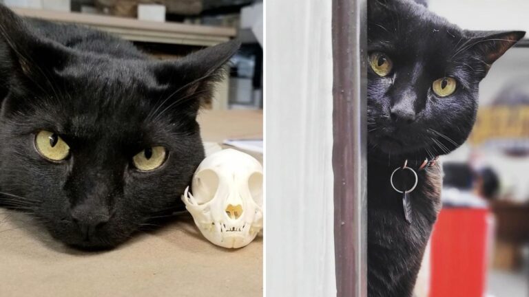 museum cat