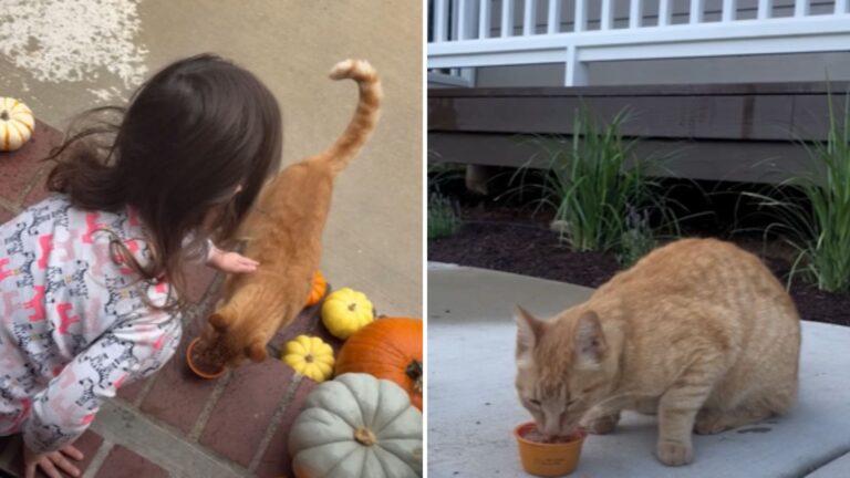 orange cat
