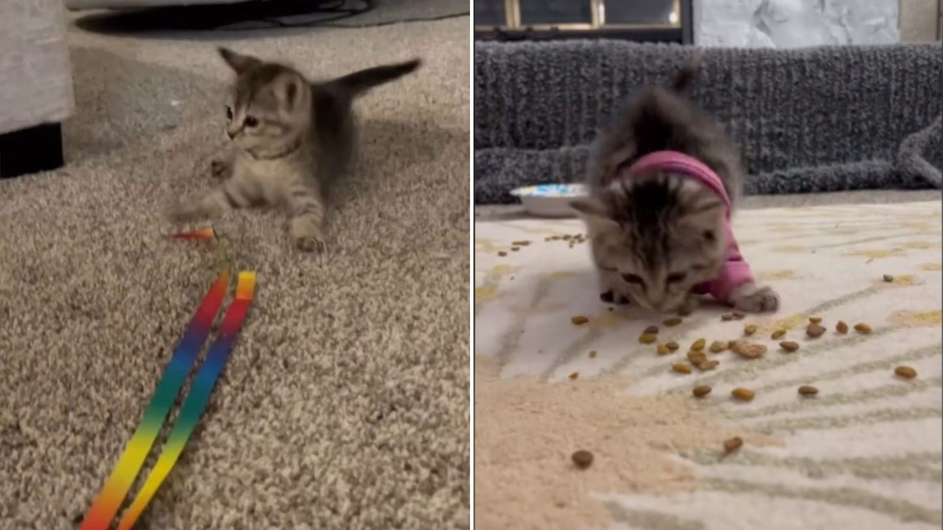 This Special Needs Kitty From Missouri Completely Transforms When She’s Hungry