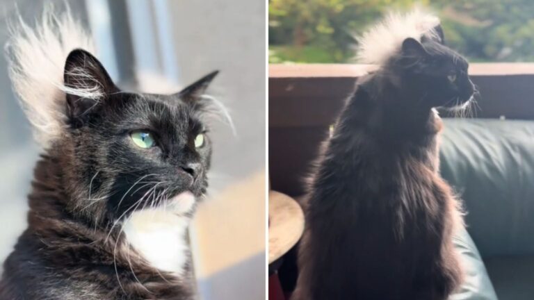 cat predicting weather