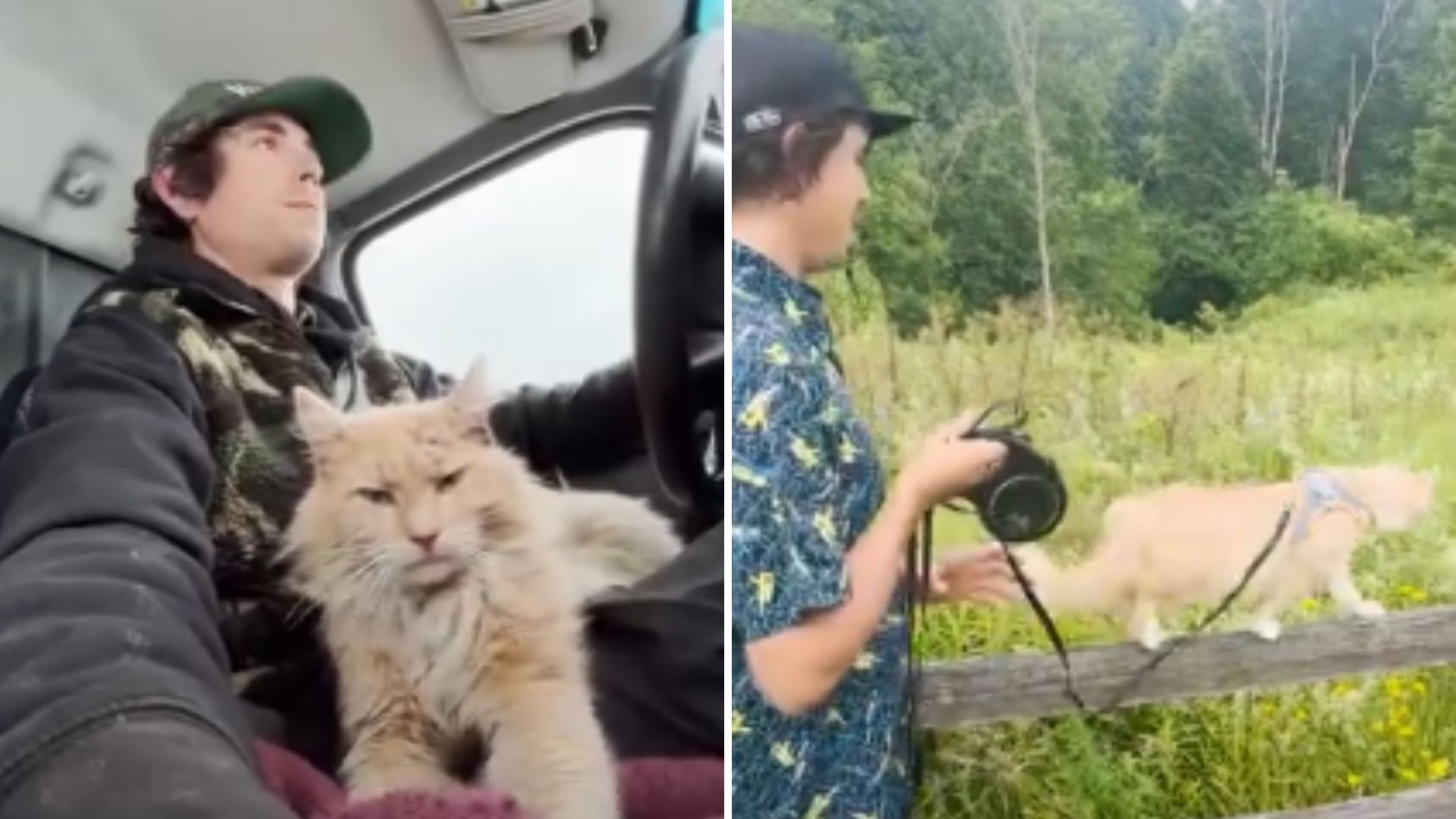 71k cat