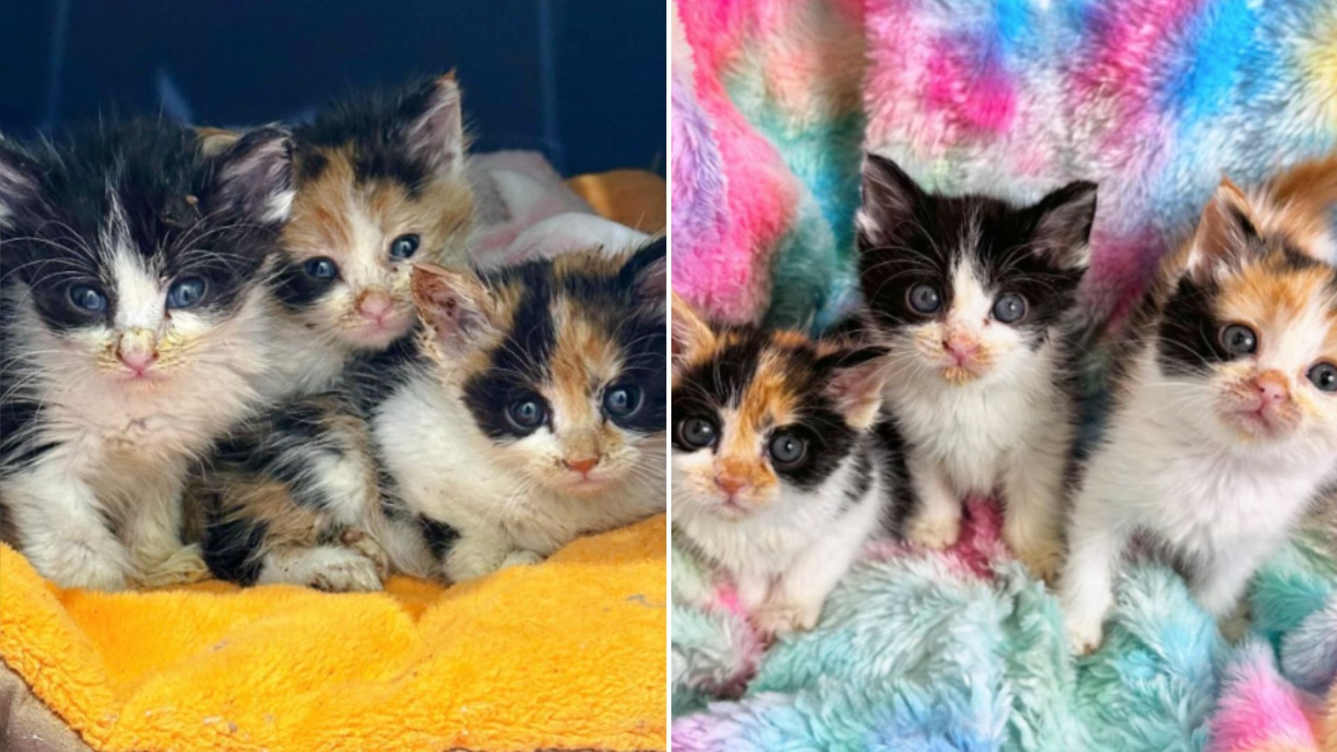 three sibling kittens