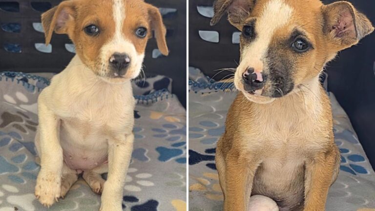 Three Tiny Lives Saved After Being Left At A Massachusetts Construction Site
