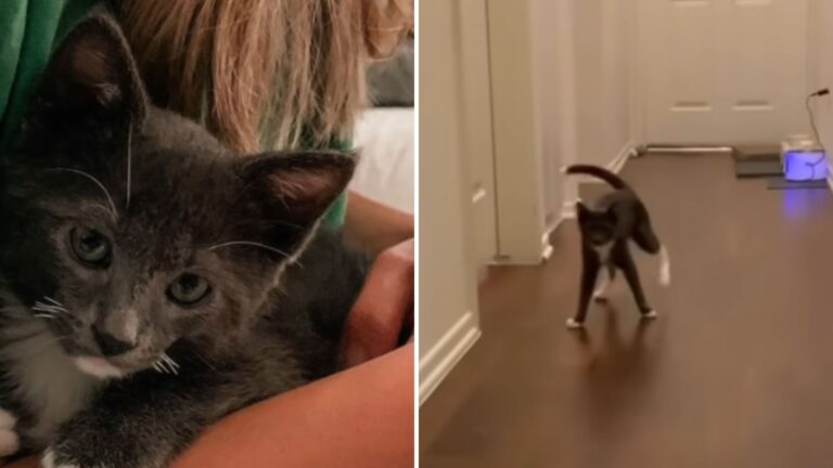 Pip the special cat