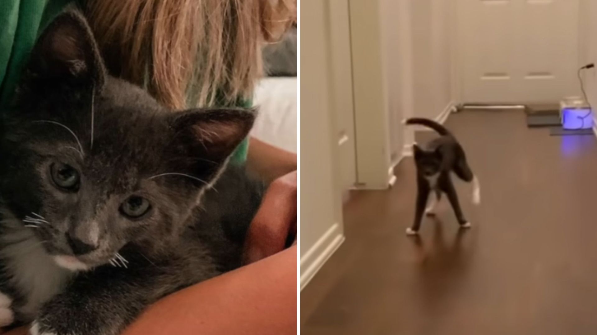 Pip the special cat