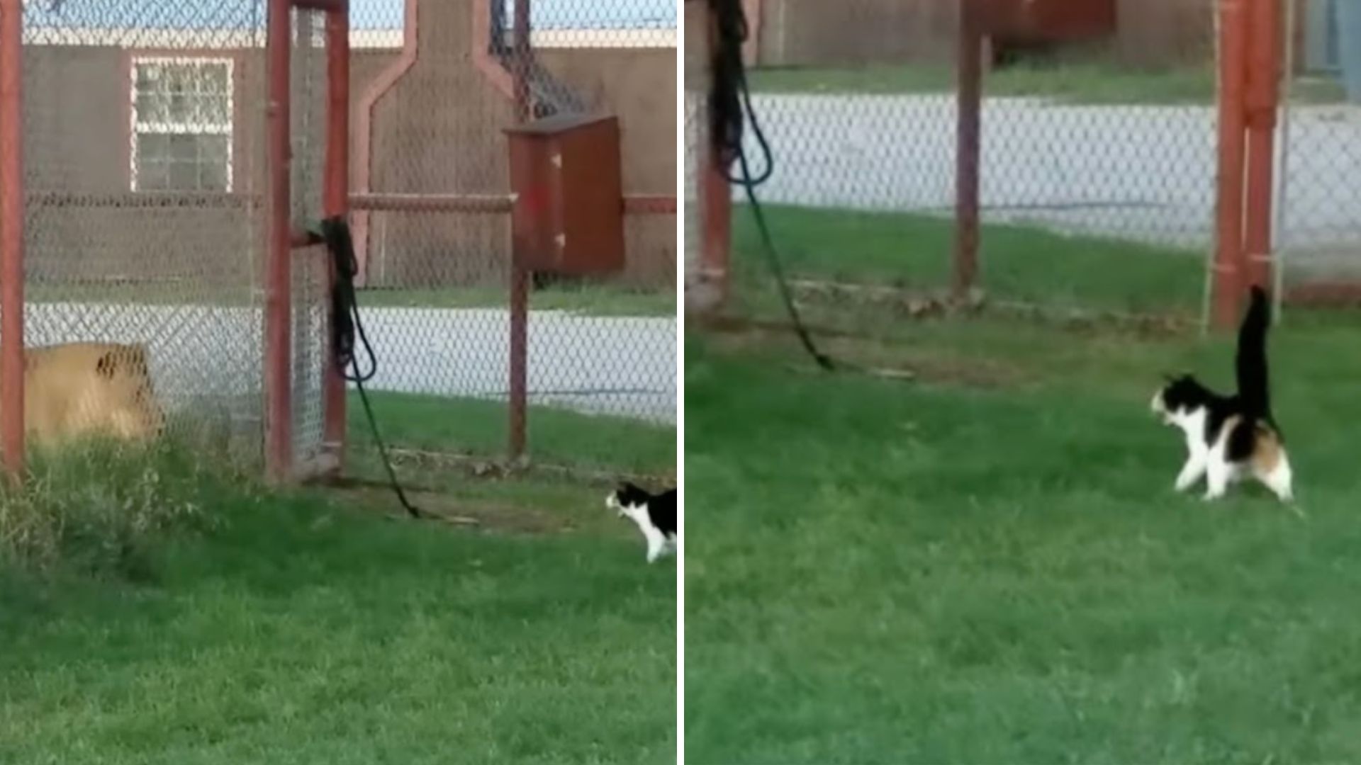 tiny cat faces off