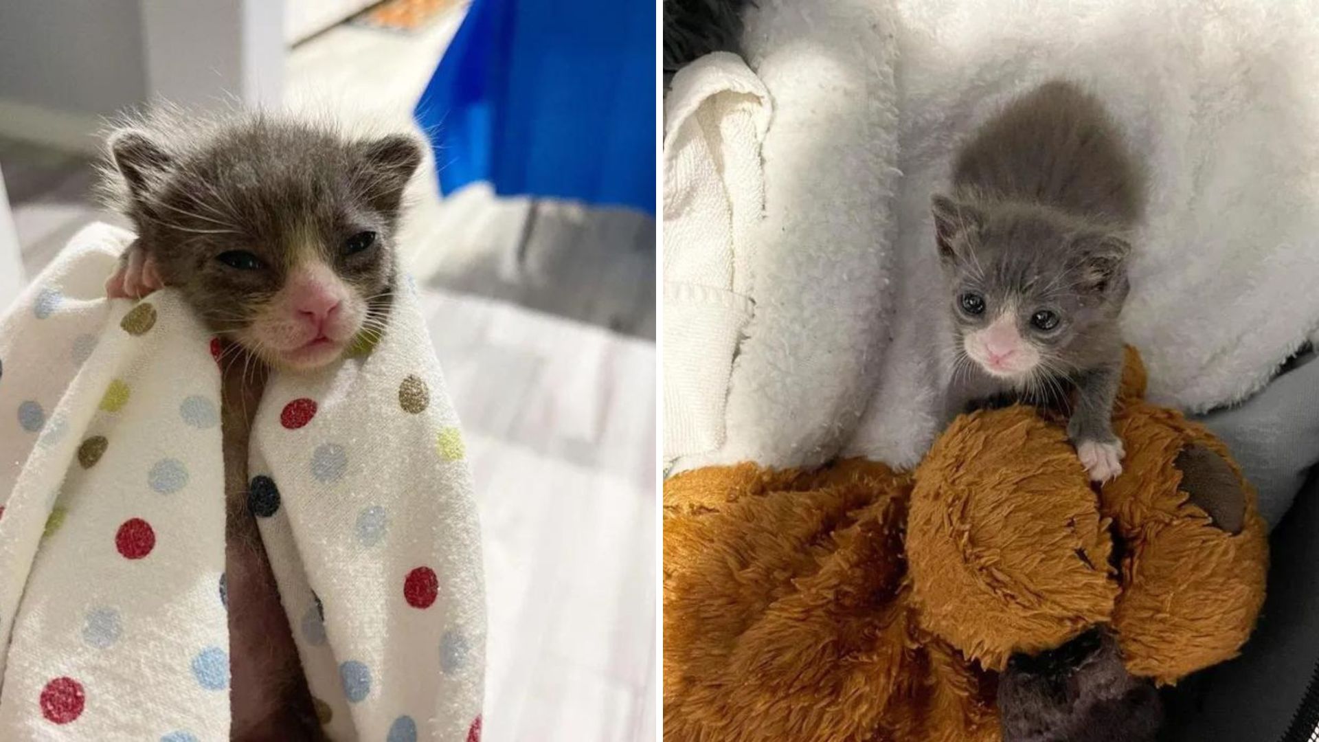 kitten waddling alone