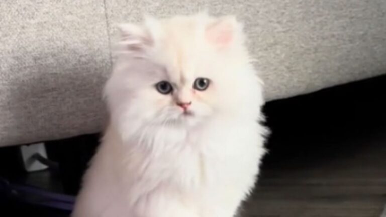 tiny kitten turns into cloud with paws