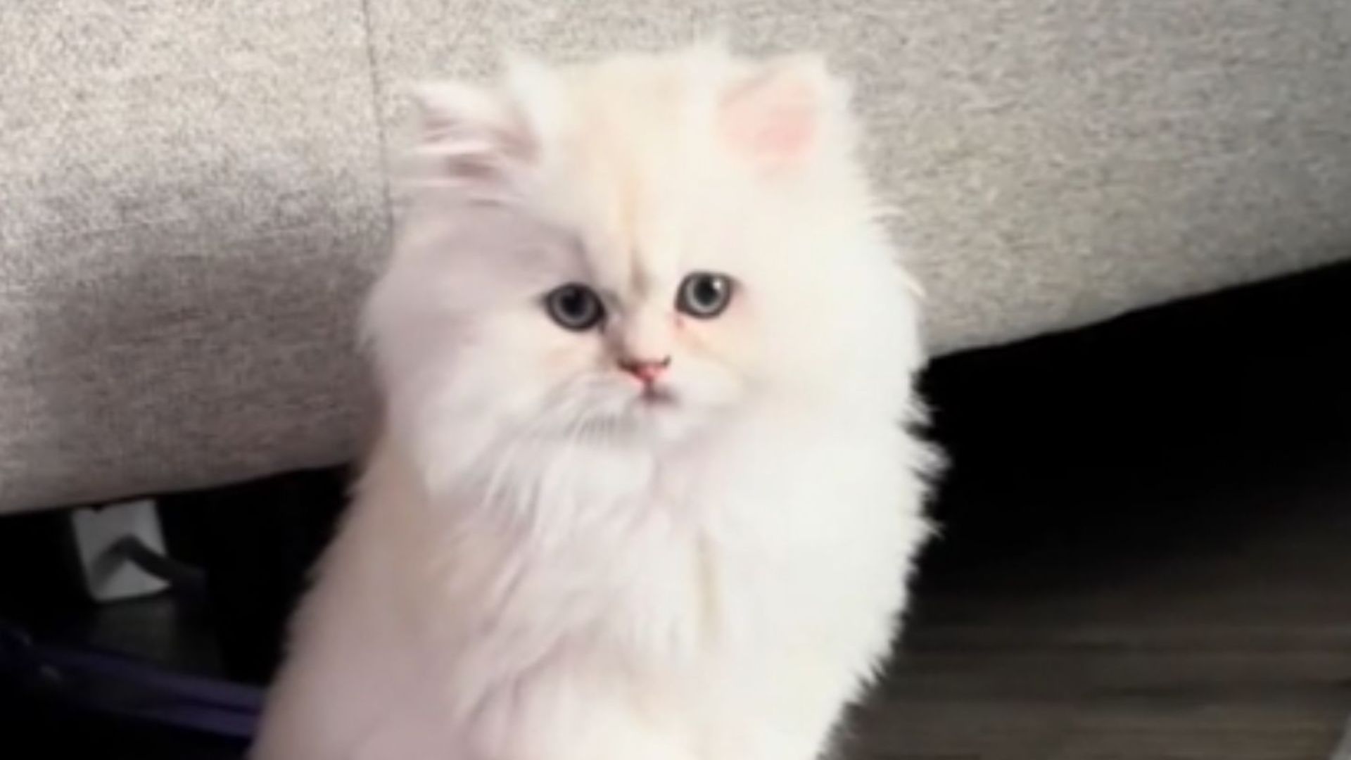 tiny kitten turns into cloud with paws