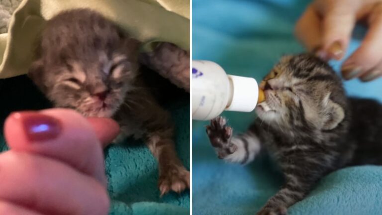 Rescue kitten gets an incredible transformation