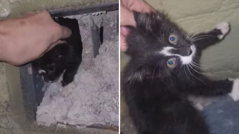 tiny kitten