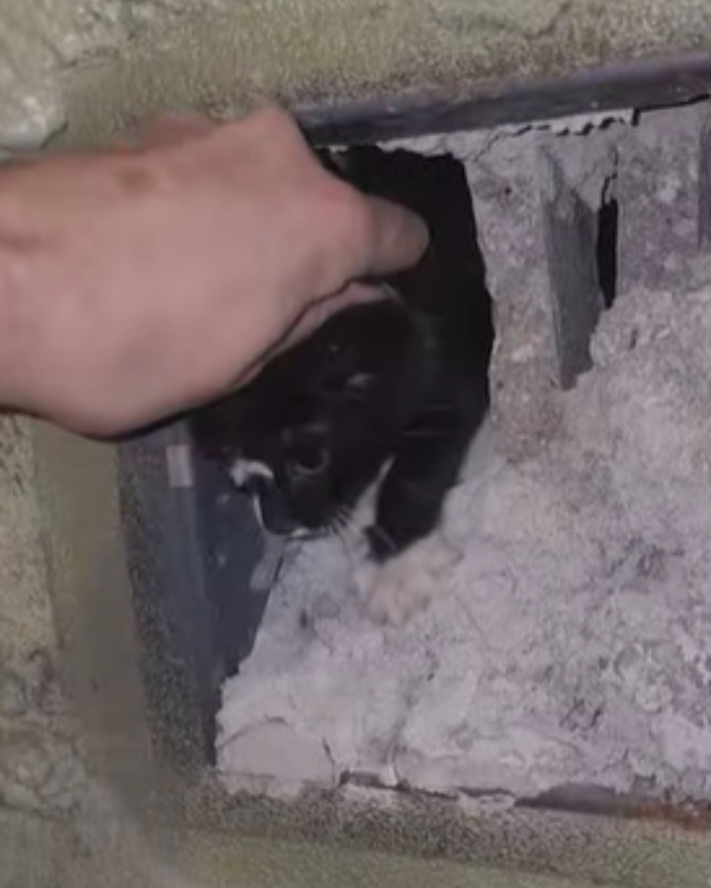 Tiny Kitten Rescued From Fireplace