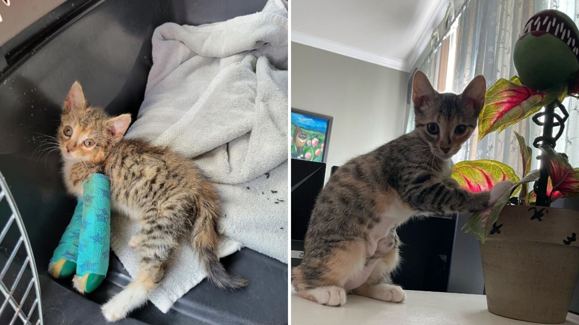 injured kitten