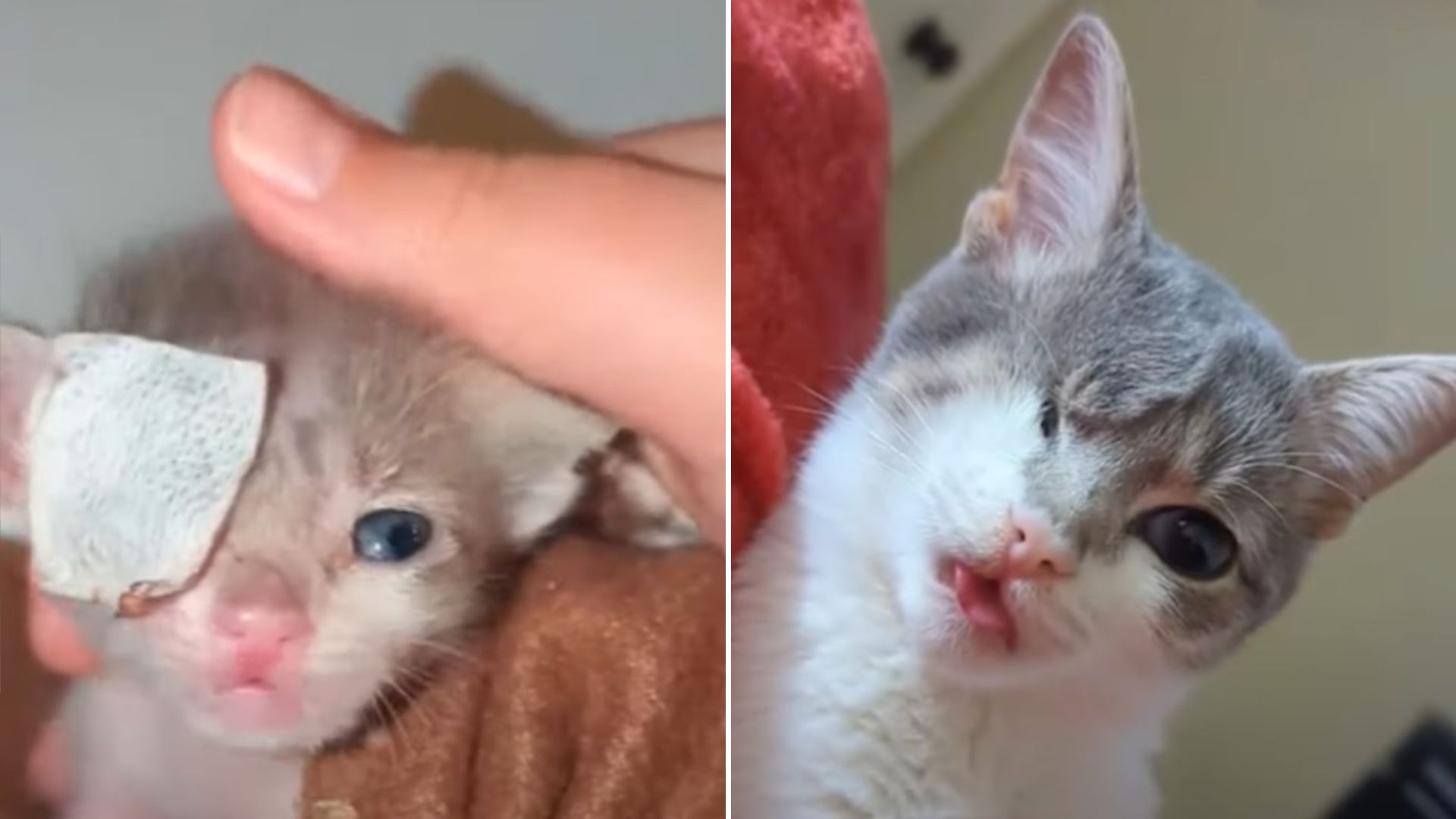 tiny kitten