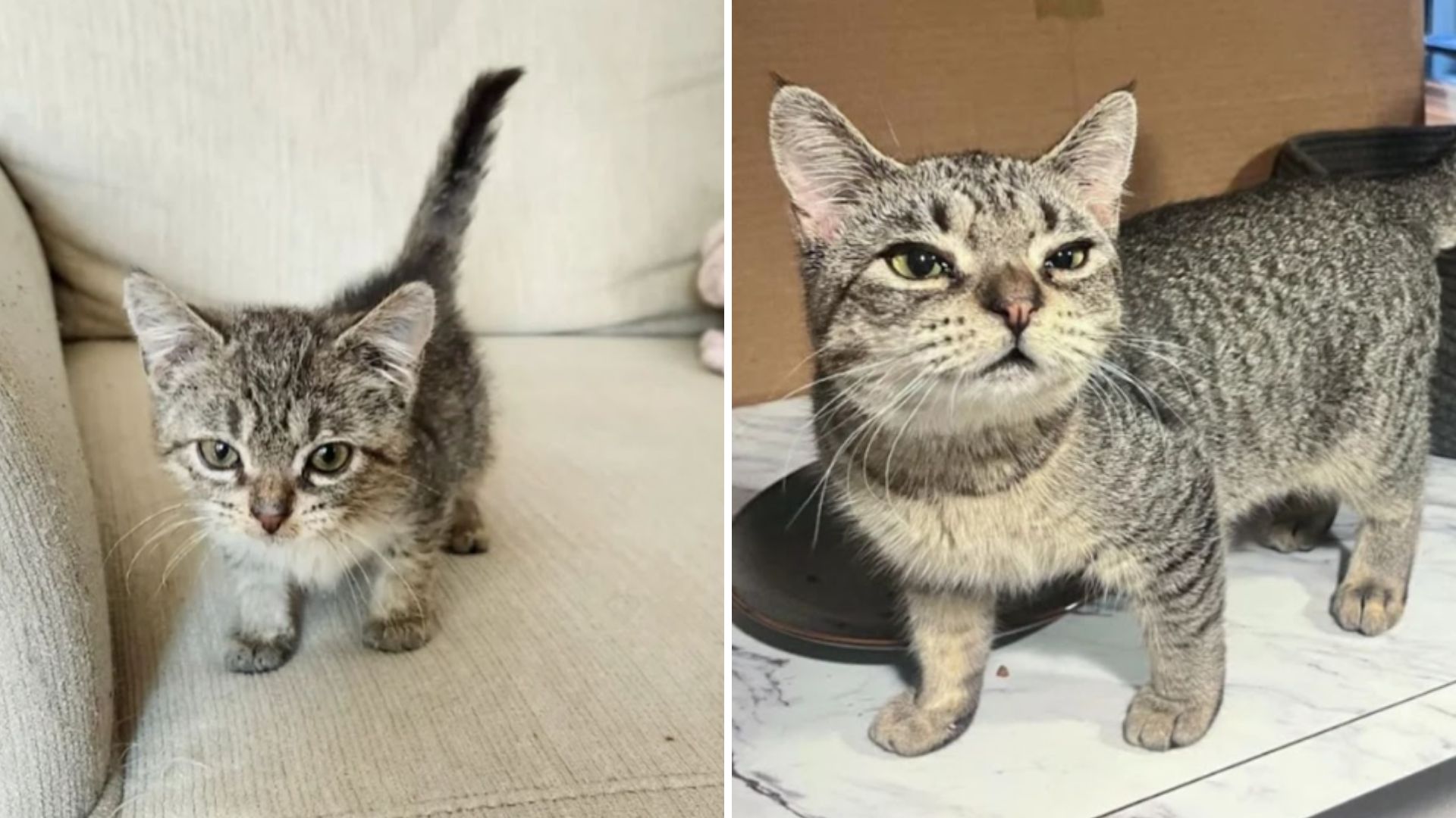 munchkin the forever kitten