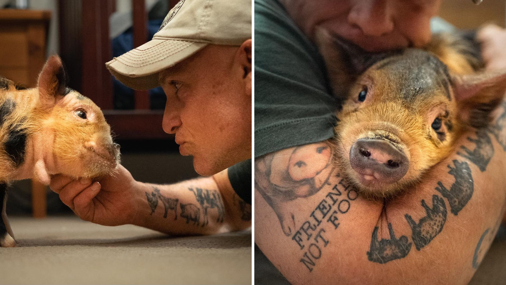 injured piglet saved by a kind man