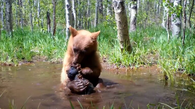 escaped bear plays with teddy