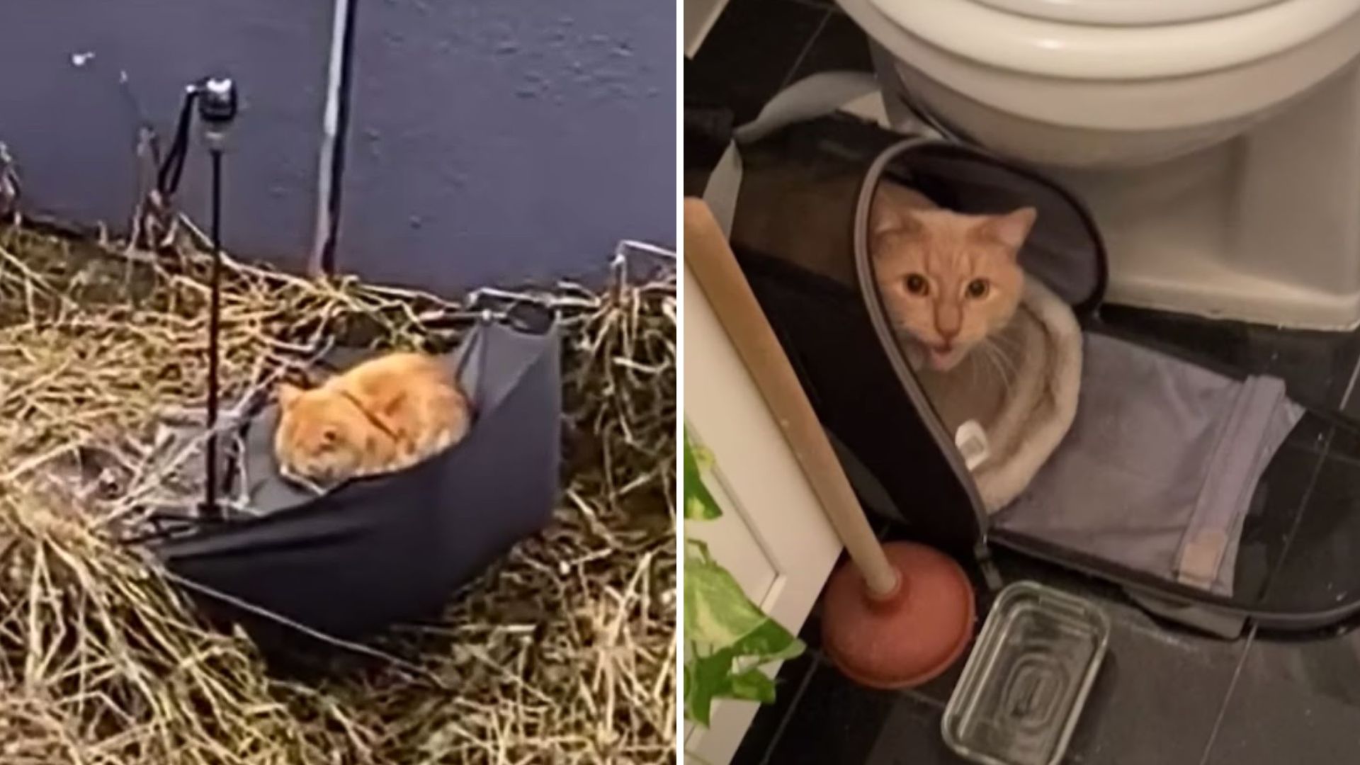 traumatized cat