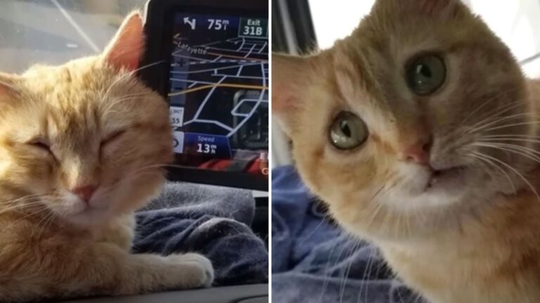 cat and trucker