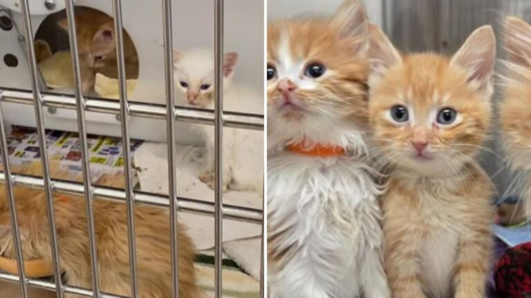 rescued cats