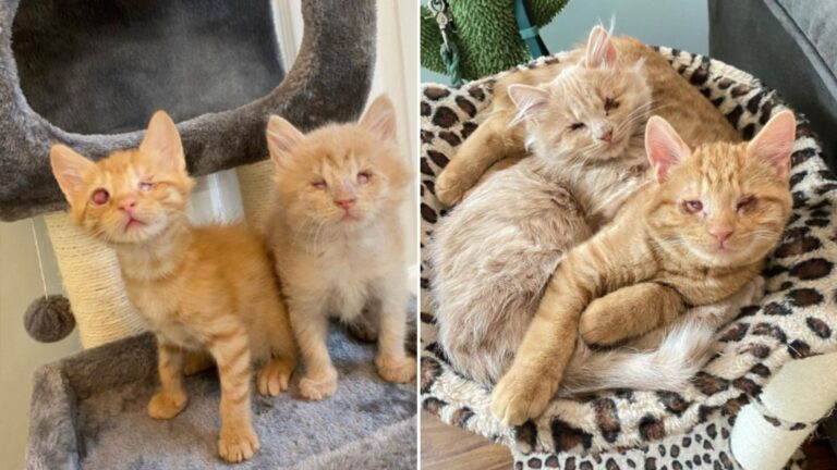 two blind kittens