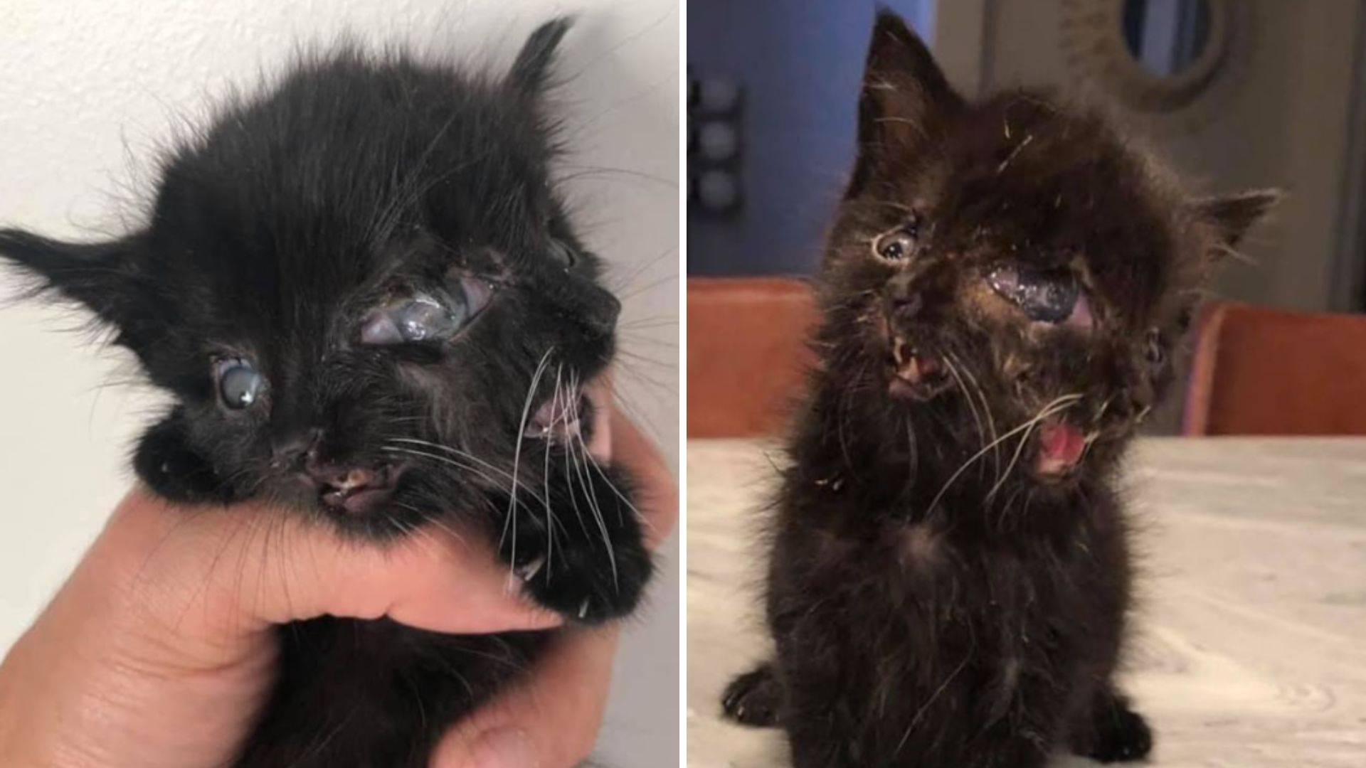 Two-Faced Kitten