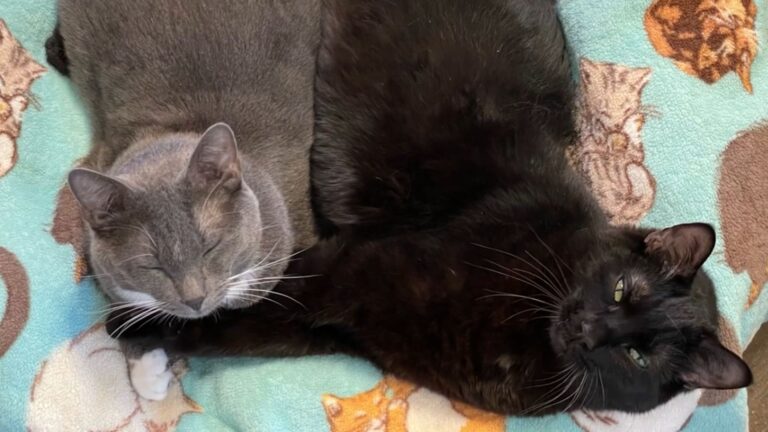 two paralyzed cats
