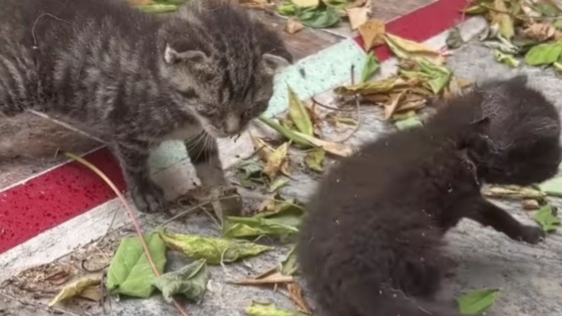 gamer saves two struggling kittens and becomes their mom