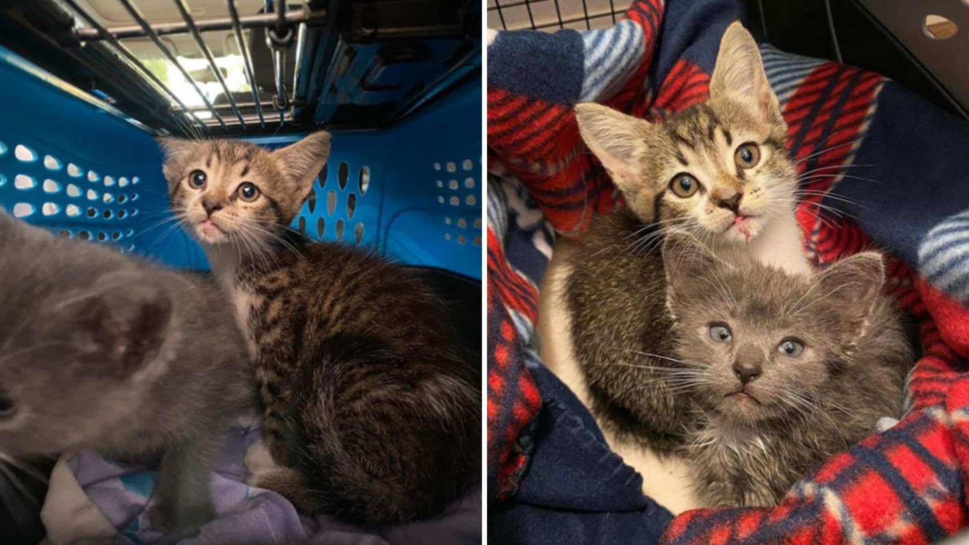 two tiny kittnes