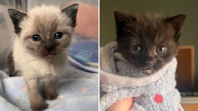 two abandoned kittens