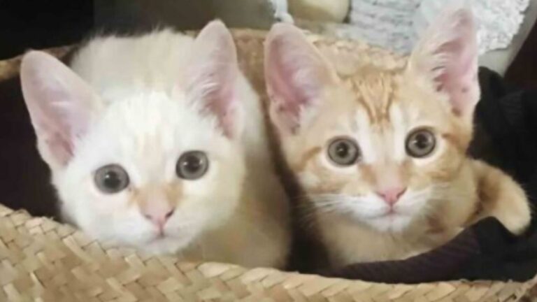 two abandoned kittens