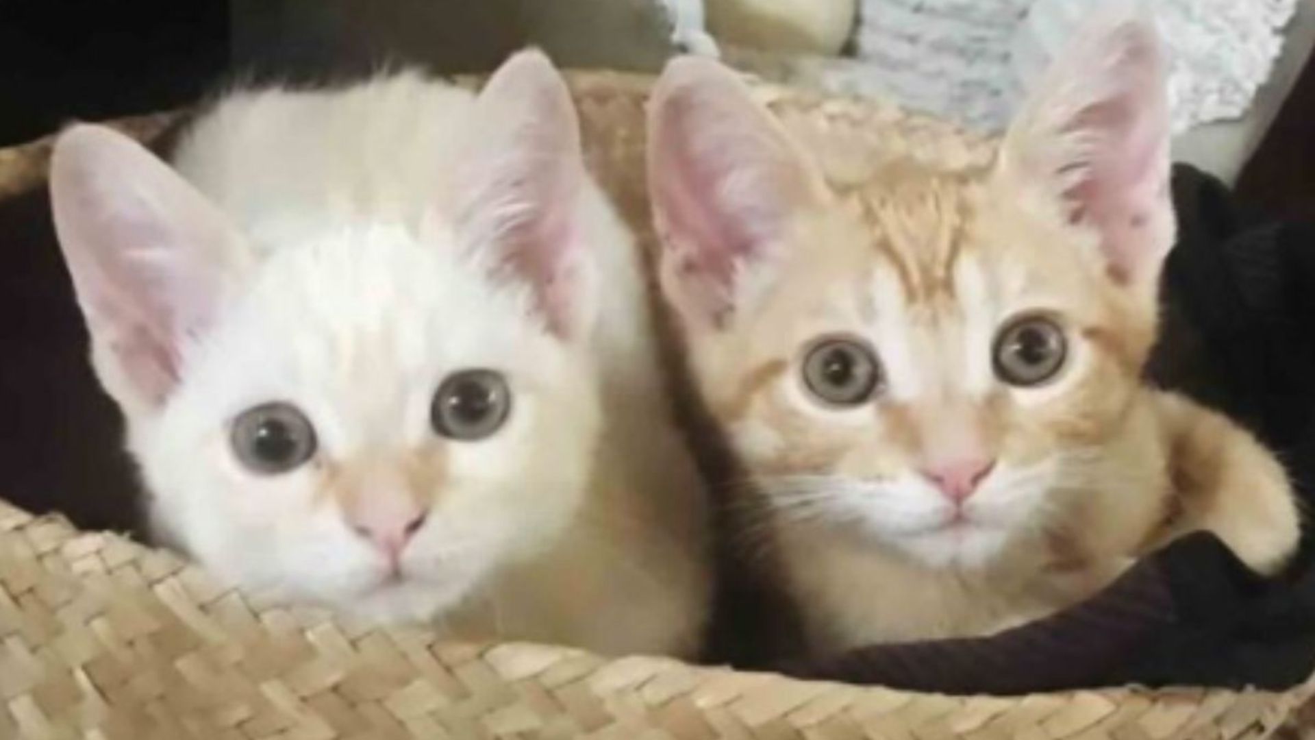 two abandoned kittens