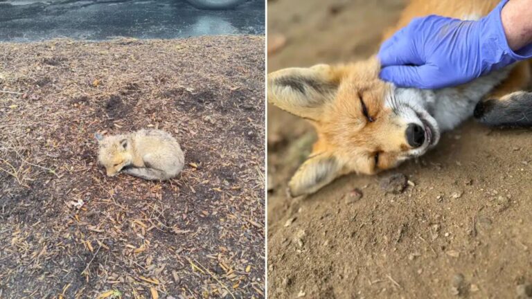 fox begs for belly rubs