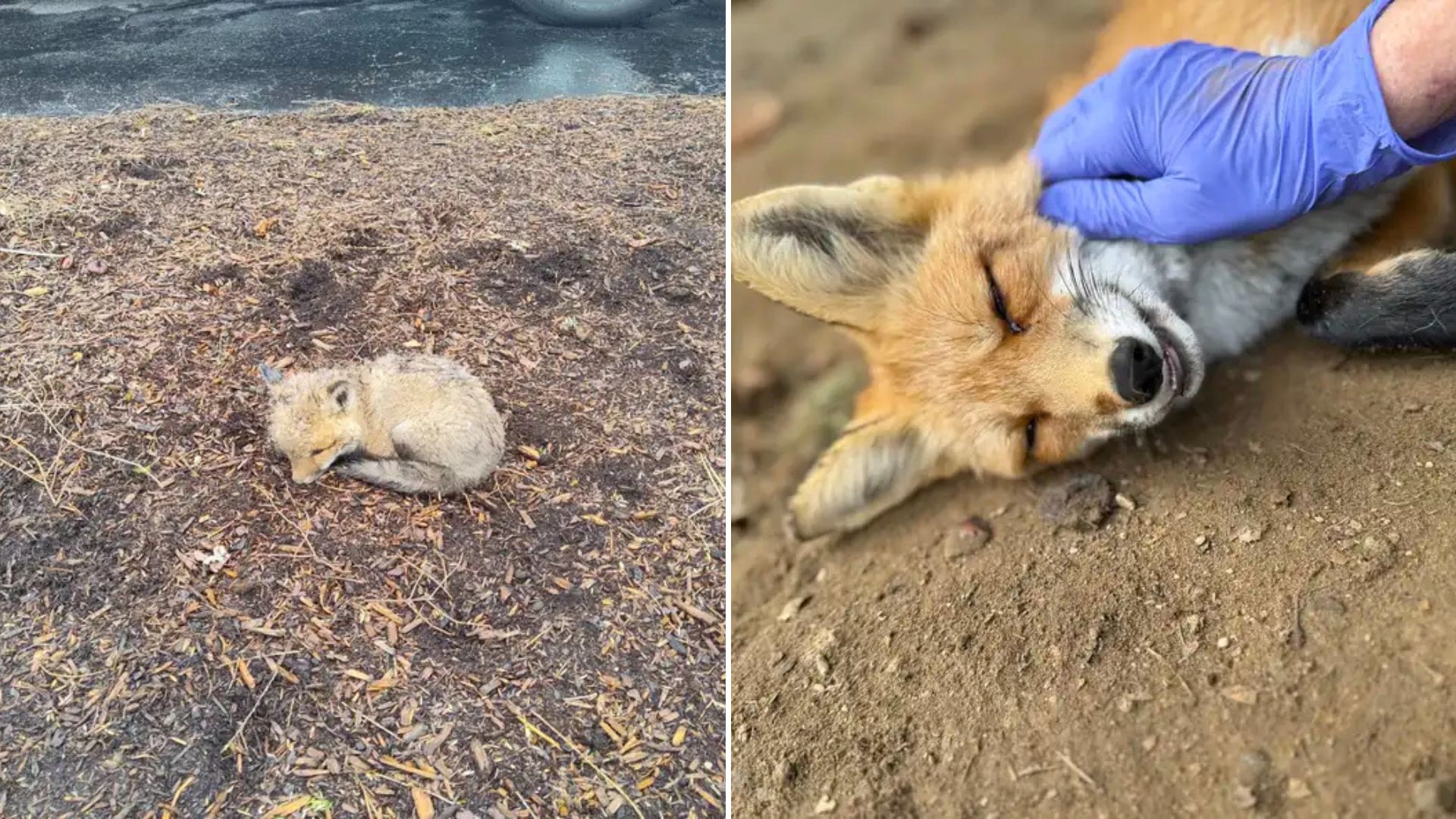 fox begs for belly rubs