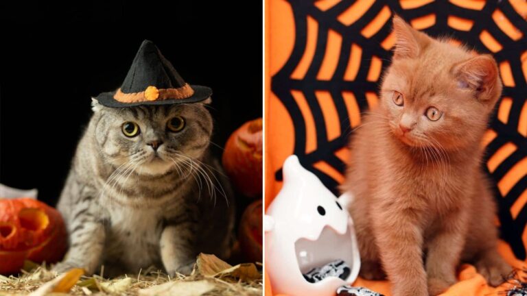 cat safe halloween