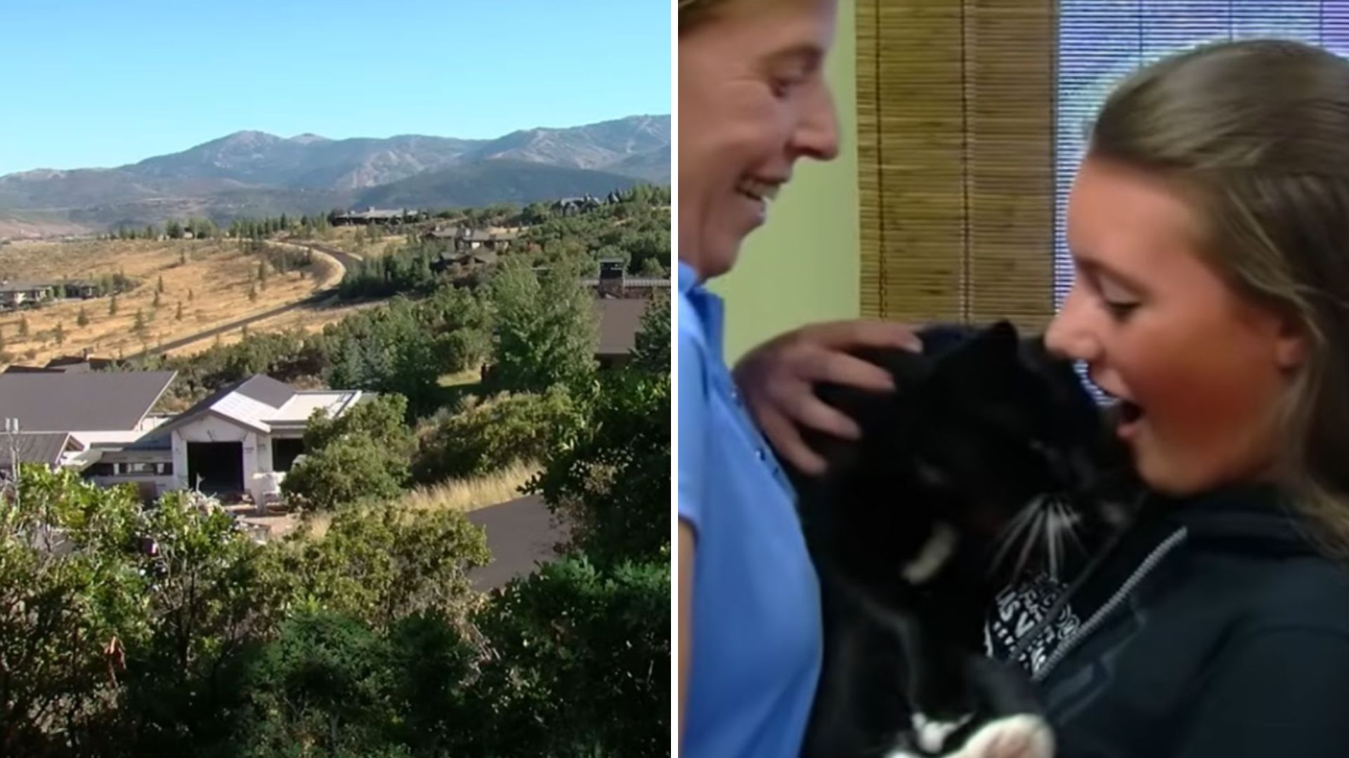 cat into mountains