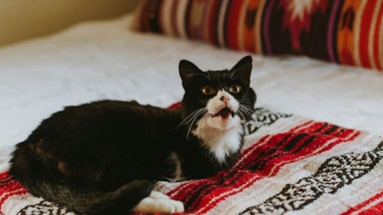 rexie roo the cat thrives on two legs