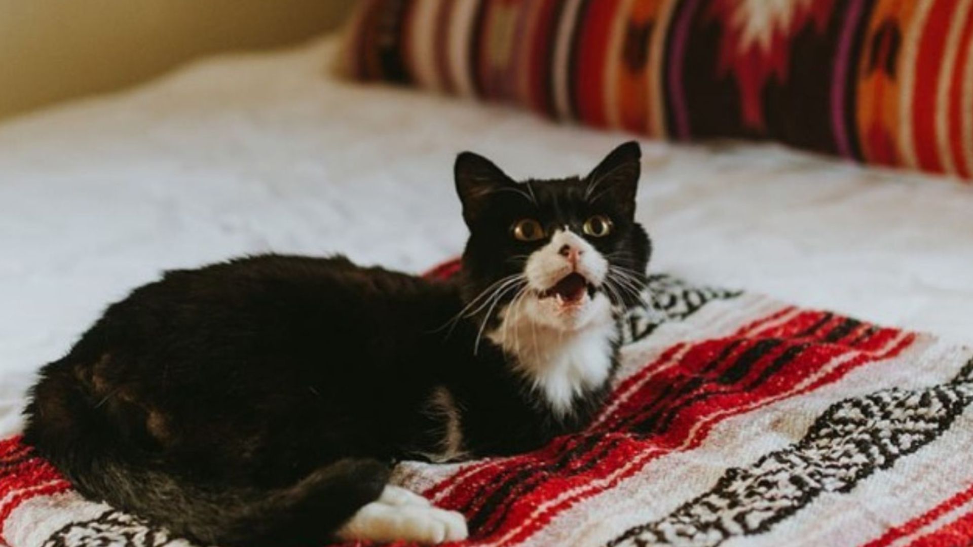 rexie roo the cat thrives on two legs