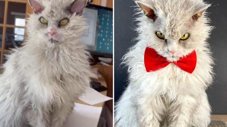 utah cat