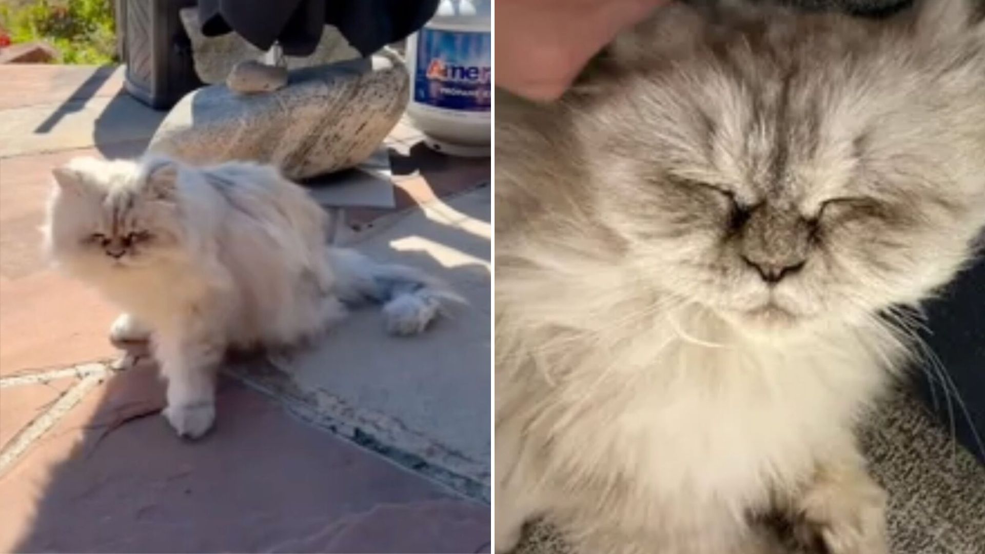 fluffy cat
