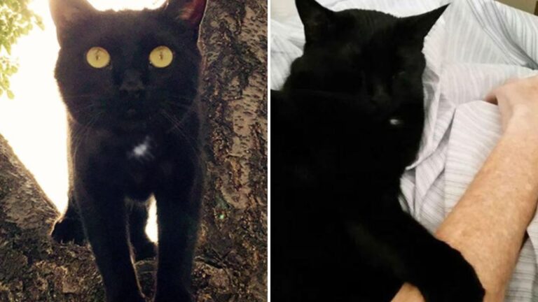 family finds healing through cat